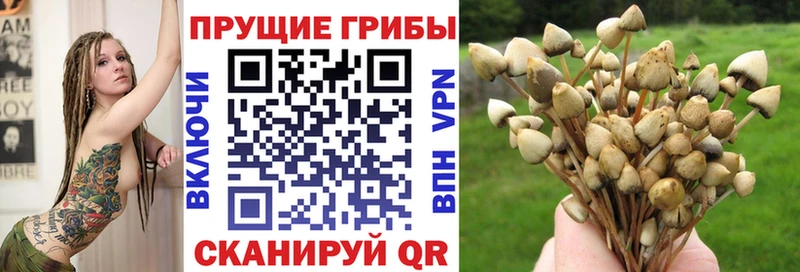 Галлюциногенные грибы Psilocybine cubensis  Купить  Агидель 